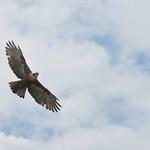 Rufous-bellied Eagle / Lophotriorchis kienerii
