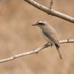 Common Woodshrike / Tephrodornis pondicerianus