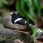 White-crowned Forktail / Enicurus leschenaulti