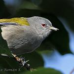 Cordillera Ground Warbler / Robsonius rabori