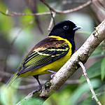 Hooded Berryeater / Carpornis cucullata