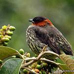 Chestnut-crested Cotinga / Ampelion rufaxilla