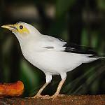 Чернокрылая майна / Acridotheres melanopterus