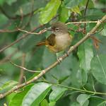 Карликовый бюльбюль / Eurillas gracilis