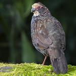 Белолобый лесной перепел / Dendrortyx leucophrys
