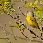 Nashville Warbler / Leiothlypis ruficapilla