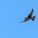 Peruvian Martin / Progne murphyi