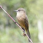 Santa Marta Bush Tyrant / Myiotheretes pernix