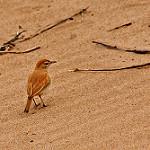 Dune Lark / Calendulauda erythrochlamys