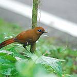 Rusty Laughingthrush / Pterorhinus poecilorhynchus