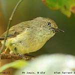 Mountain Thornbill / Acanthiza katherina