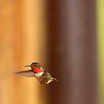 Glow-throated Hummingbird / Selasphorus ardens