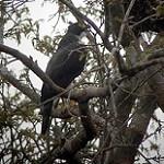 Серобрюхий ястреб / Accipiter poliogaster