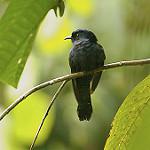 Square-tailed Drongo-Cuckoo / Surniculus lugubris
