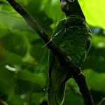 Пуэрториканский амазон / Amazona vittata