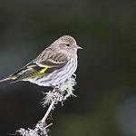 Сосновый чиж / Spinus pinus