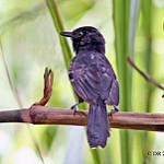 Траурная муравьянка / Cercomacra nigricans