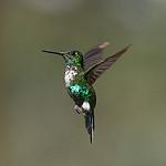 Emerald-bellied Puffleg / Eriocnemis aline