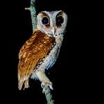 Oriental Bay Owl / Phodilus badius