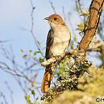 Ash-colored Cuckoo / Coccycua cinerea