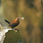Sumichrast's Wren / Hylorchilus sumichrasti