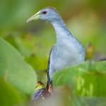 Лазурная султанка / Porphyrio flavirostris