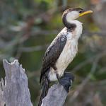 Пегий баклан / Phalacrocorax varius