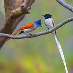 Indian Paradise Flycatcher / Terpsiphone paradisi