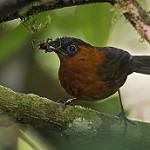 Southern Chestnut-breasted Wren / Cyphorhinus thoracicus