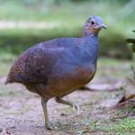 Желтоногий скрытохвост / Crypturellus noctivagus