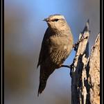 Ложнопищуховые / Climacteridae фото