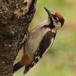 Сирийский дятел / Dendrocopos syriacus