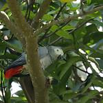 Краснохвостый жако / Psittacus erithacus