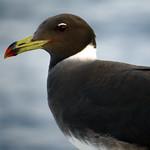 Sooty Gull / Ichthyaetus hemprichii