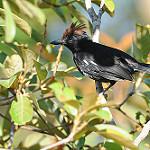 Glossy Antshrike / Sakesphorus luctuosus