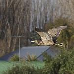 Australasian Bittern / Botaurus poiciloptilus