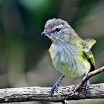 Grey-capped Tyrannulet / Phyllomyias griseocapilla