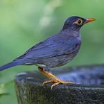 Indian Blackbird / Turdus simillimus