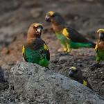 Желтолобый попугай / Poicephalus meyeri