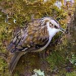Hodgson's Treecreeper / Certhia hodgsoni