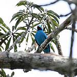 Plum-throated Cotinga / Cotinga maynana