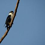 Philippine Falconet / Microhierax erythrogenys