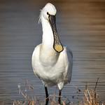 Колпица / Platalea leucorodia