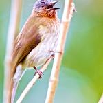 Philippine Bulbul / Hypsipetes philippinus