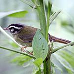 Basileuterus tristriatus