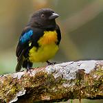 Black-and-gold Tanager / Bangsia melanochlamys