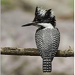 Crested Kingfisher / Megaceryle lugubris