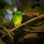 Opal-crowned Manakin / Lepidothrix iris