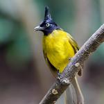 Black-capped Bulbul / Rubigula melanictera