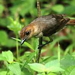 Ямайский бекард / Pachyramphus niger